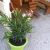 garten2015 1